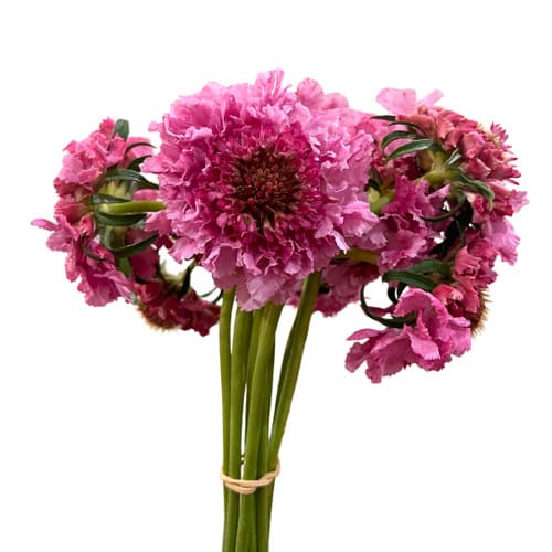 5974d9a3-3732-4c3a-b44c-44d9221780cc.jpg Scabiosa Strawberry israel - Image 1