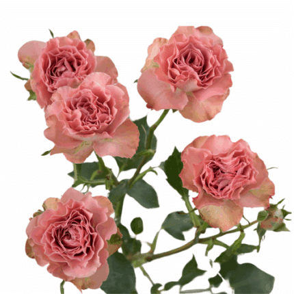 RoseSpray Be Nice rprima