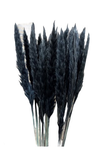 Pampass Silvy Dyed Black holl