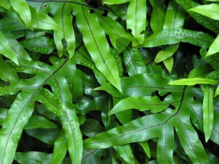 Monarch Fern flboard