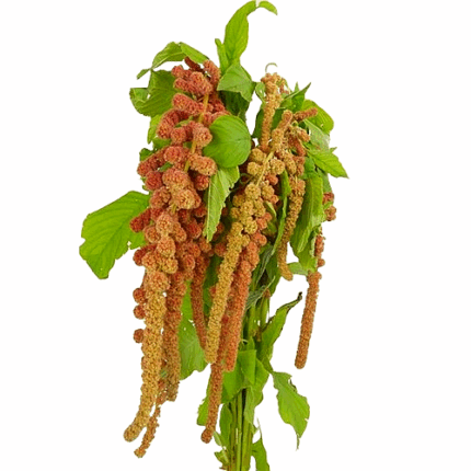 Amaranthus Coral Hanging gro