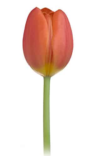 Tulip Orange holl