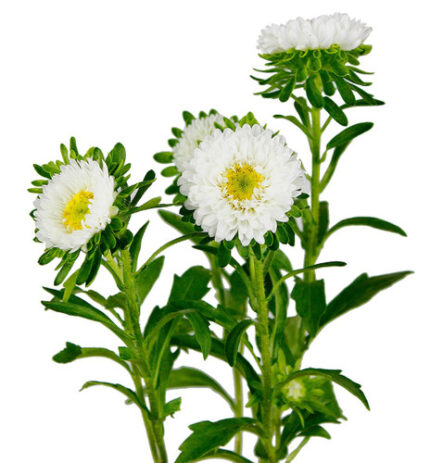 Aster Matsu White bella