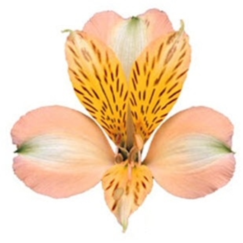 59c190cc-e618-4ca1-b566-e6742d2ae5b0.png ALSTRO SupSel Peach MUCH - Image 1