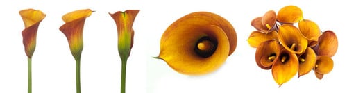 59c749e2-2821-4833-8c2c-94b06db7a955.jpg Calla Mango rfi - Image 1