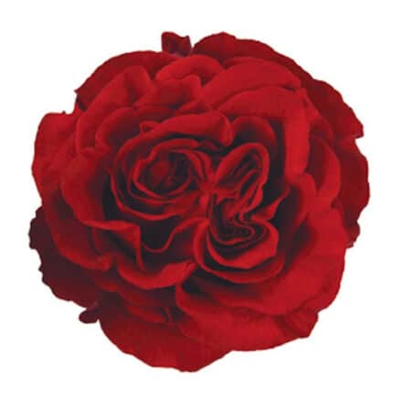 Rose Hearts 40cm sunrite
