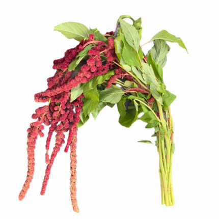 Amaranthus Caudatus Cycloop Re