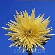 FUGI delistar misty (yellow)