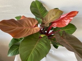 8" Philodendron McColley's Fin