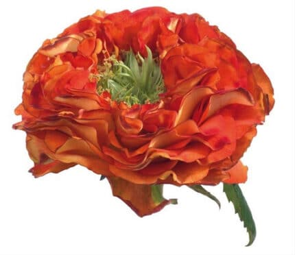 Rose Flash Eye hosa(6st)
