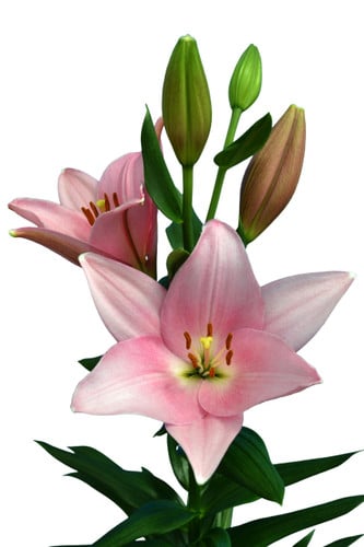 Lily Four Queens holl