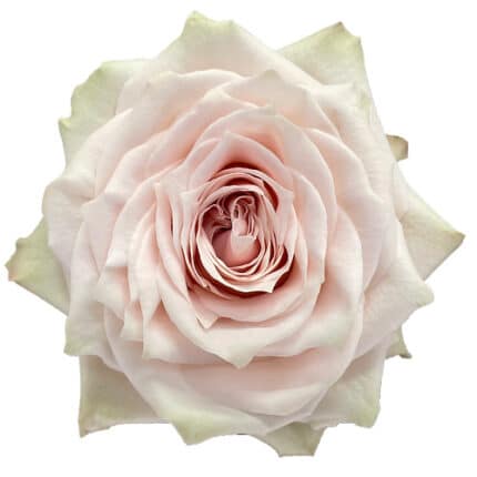 Rose Champagner 40cm florecal
