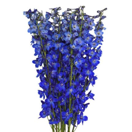 Delph Sea Waltz 80/90cm holex