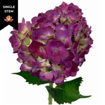 Hydrangea Purple bella(STEM)