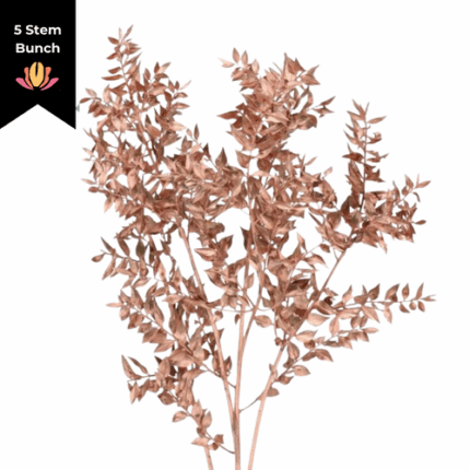 Dried Italian Ruscus Copper ho