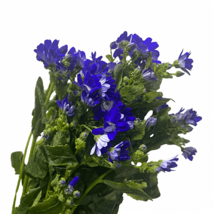 Pericallis Blue fresca