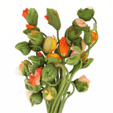 Poppy Hybrid camflor