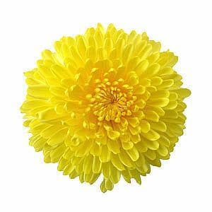 Mum Disbud Ball Yellow cont(5st)
