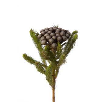 Brunia Albiflora rfi.