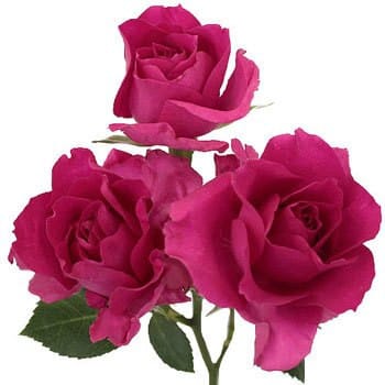 RoseSpray SuperNova fresca