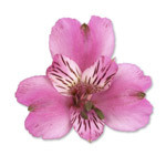 Alstro. Stratus mia lavender