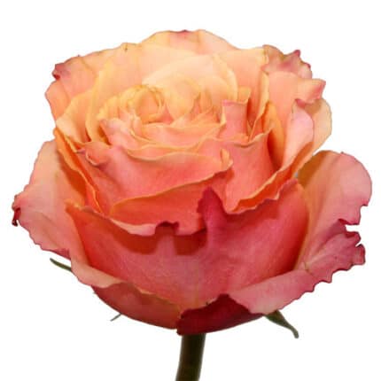 Rose CarpeDiem 50cm rfi