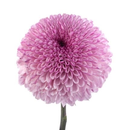Mum Disbud Ball Aragon Lilac florisol