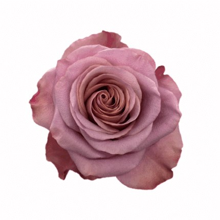 Rose Purple Moon 50cm naranjo