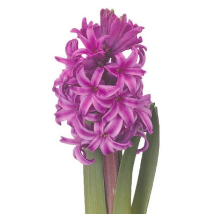 Hyacinth Johanna holl