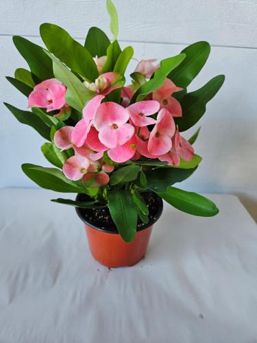 6'' Euphorbia Tiara Charlotte