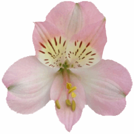 Alstro Lt Pink bmark sel