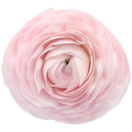 Ranunculus Cloni Success tessa