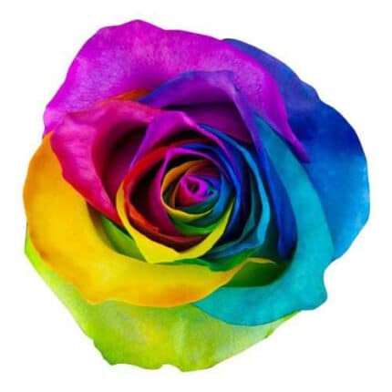 Rose Rainbow 60cm florisol