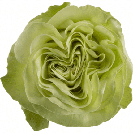 Rose Wassabi 50cm Choice