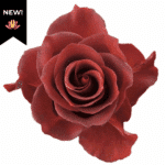 Rose Espresso 40cm rprima