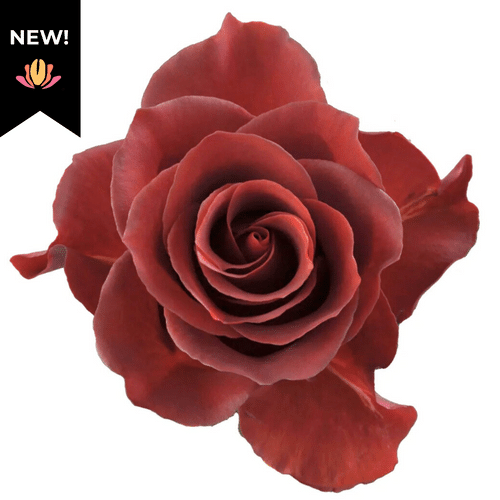 5b67f79d-4eae-46a7-947e-fabaab3f2732.png Rose Espresso 40cm rprima - Image 1