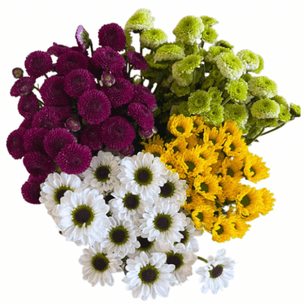 Pom MicroNov. Asst.(12Pk.) SOL