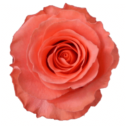 Rose Amsterdam 50cm naranjo