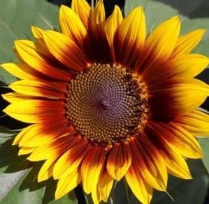 Sunflower RingOfFire coast