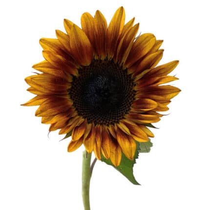 Sunflower Mini Sundown cramer