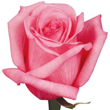 Rose Dark Engagement 70cm rpri