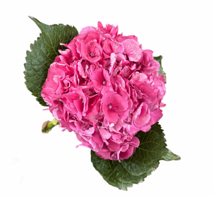 Hydrangea Masja Dark Pink Hole