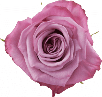 Rose MoodyBlues 50cm tessa