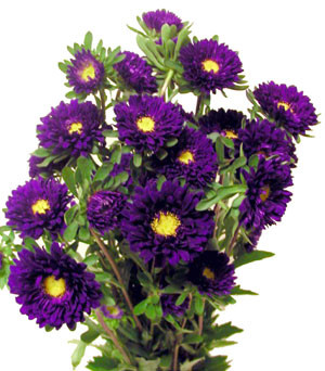 Aster Matsu. Purple can.