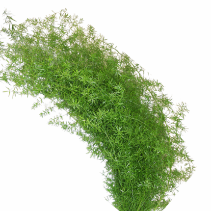 Fern Sprengeri