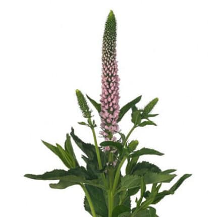 Veronica Pink mellano