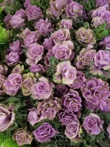 Kale Katya holl(st)