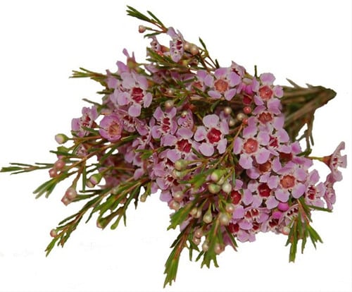 5bfc64d3-28ba-47a4-9f96-d3a4cf249e2b.jpg Waxflower Hybrid Pink mellano - Image 1