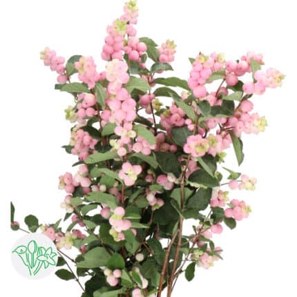 Snowberry Pink holl