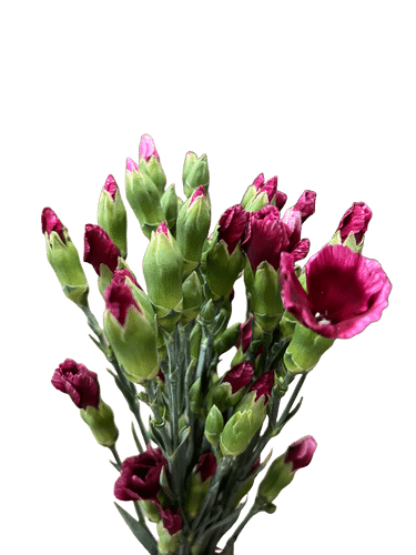 Dianthus Sparkz Bicolor Purple
